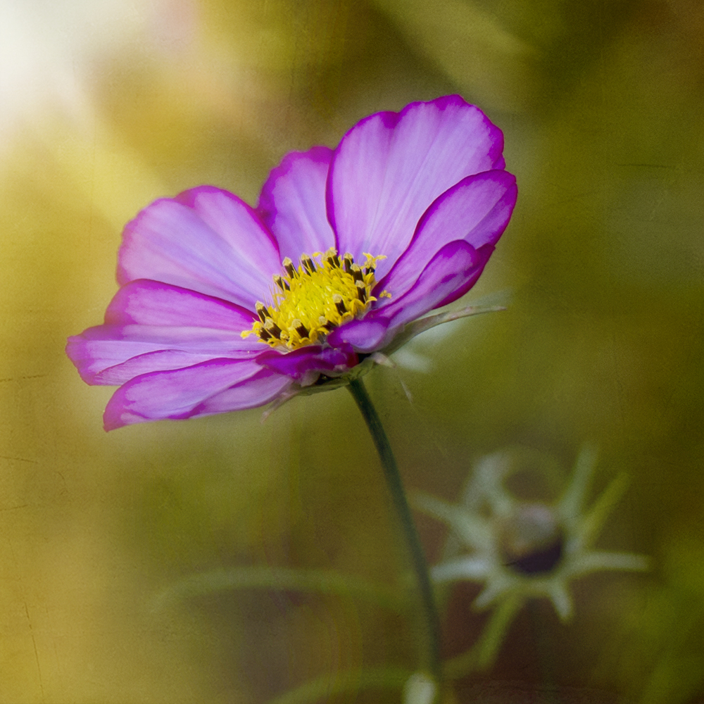 lilly cosmos
